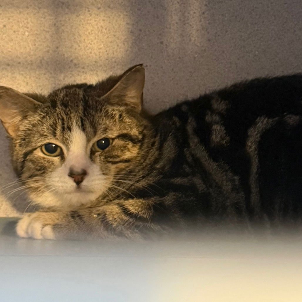 KENSHI - Domestic Short Hair available for adoption