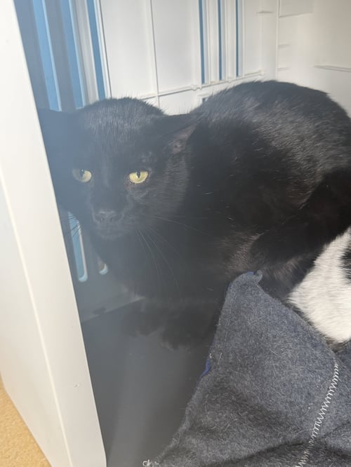 GANGSTER OG - Domestic Short Hair available for adoption