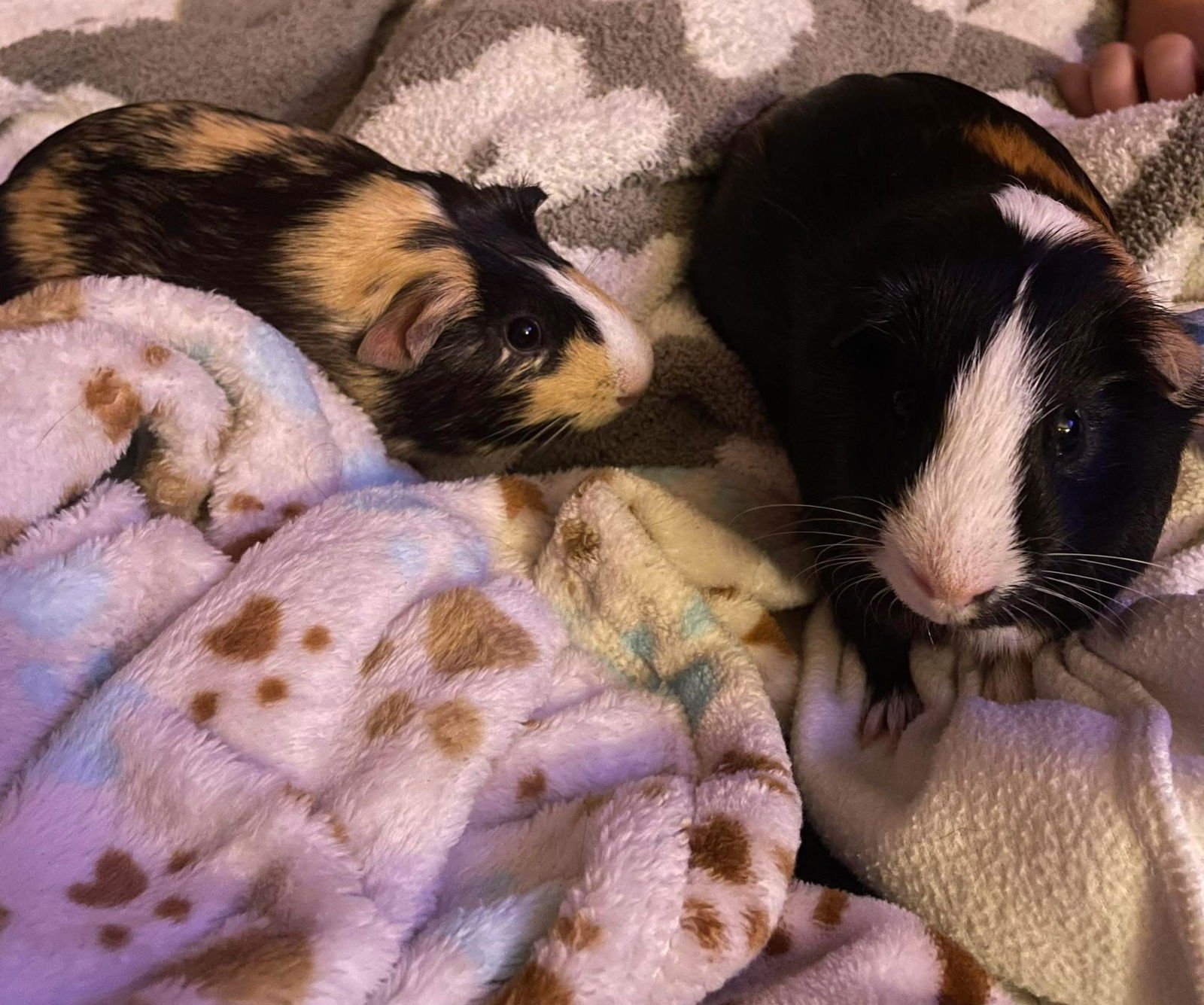 BEN & JERRY - Guinea Pig available for adoption