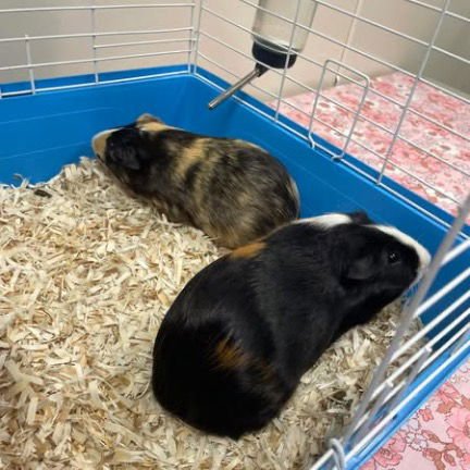 BEN & JERRY - Guinea Pig available for adoption