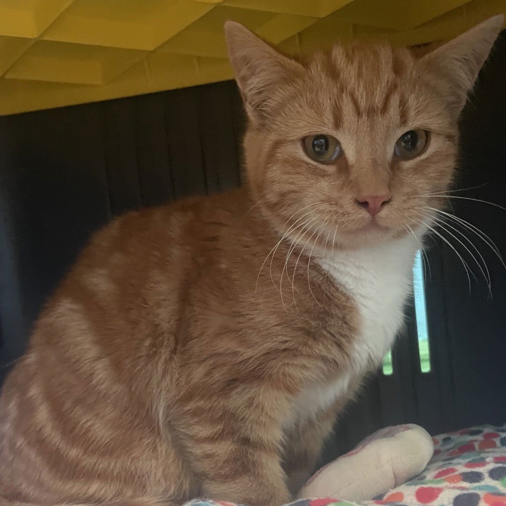 ALABAMA - Domestic Short Hair available for adoption