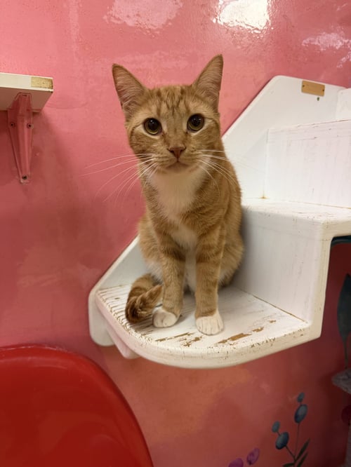ALABAMA - Domestic Short Hair available for adoption