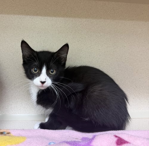 PHILIP - Domestic Short Hair available for adoption