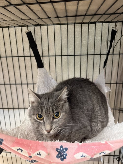 PRISCILLA - Domestic Short Hair available for adoption