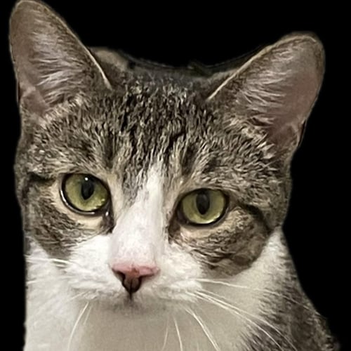 SPICY NUG NUG - Domestic Short Hair available for adoption