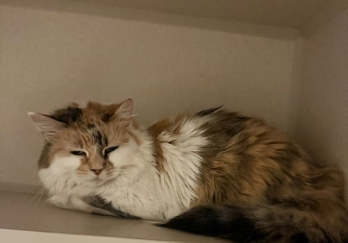 PHOENICIA - Domestic Long Hair available for adoption