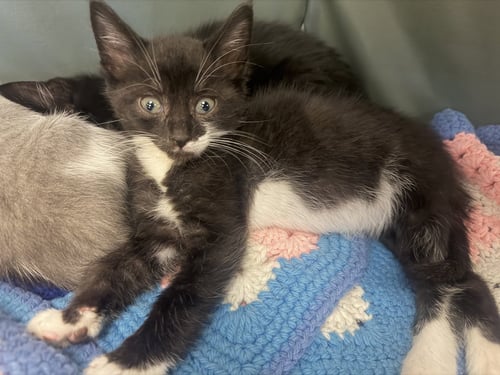 LEROY - Domestic Short Hair available for adoption