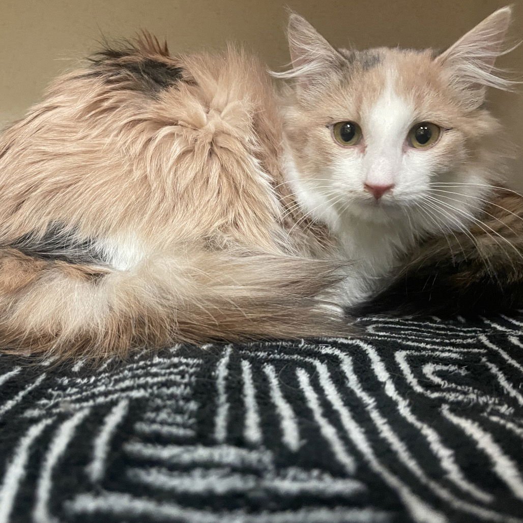 LATTE - Domestic Long Hair available for adoption