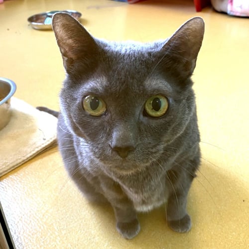 BK - Domestic Short Hair available for adoption