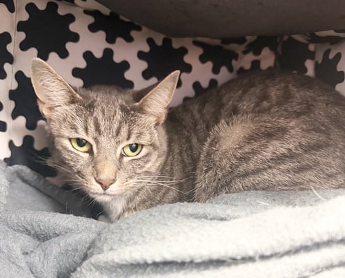 ELLIE - American Shorthair available for adoption