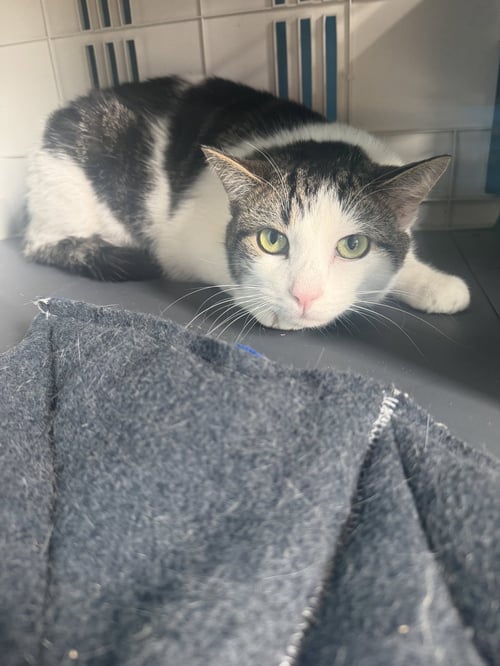 YING - Domestic Short Hair available for adoption