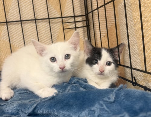 BINKY - Domestic Short Hair available for adoption