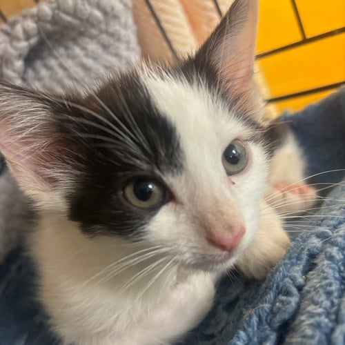 BINKY - Domestic Short Hair available for adoption