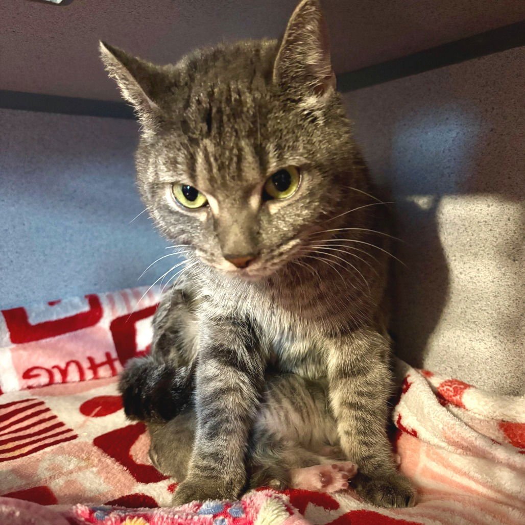 MISTY - Domestic Short Hair available for adoption