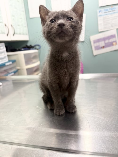 JASPER - Domestic Short Hair available for adoption