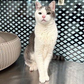 STORM - Domestic Short Hair available for adoption