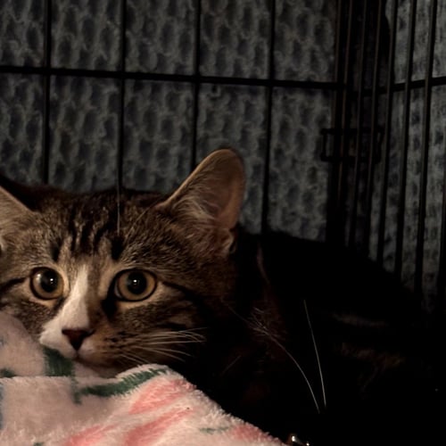 TROUT - Domestic Short Hair available for adoption