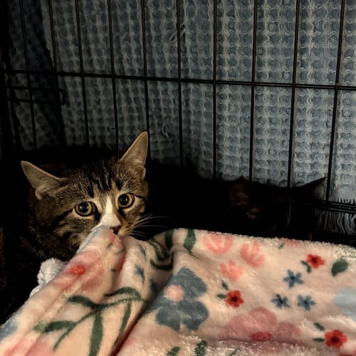TROUT - Domestic Short Hair available for adoption