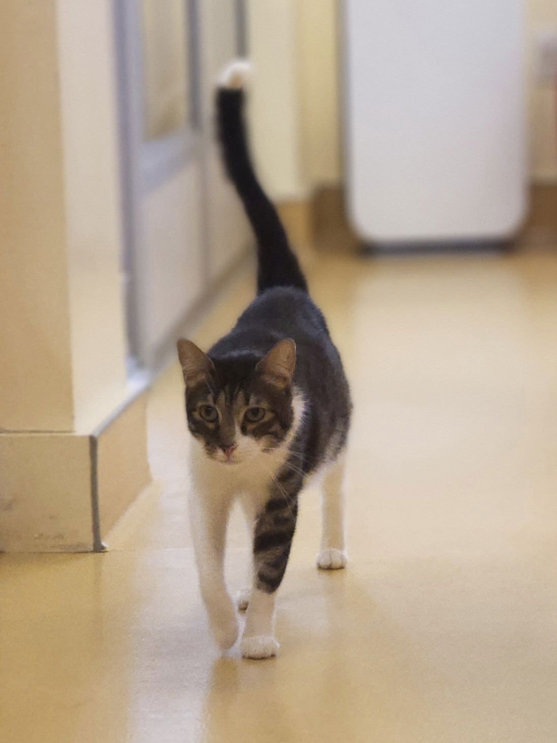 BABY TIGER - Domestic Short Hair available for adoption