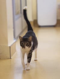 Baby Tiger - Photo 1