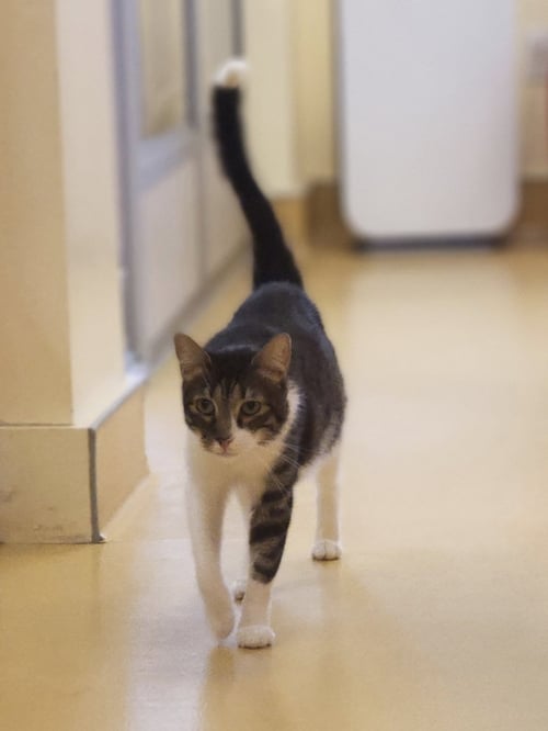 BABY TIGER - Domestic Short Hair available for adoption