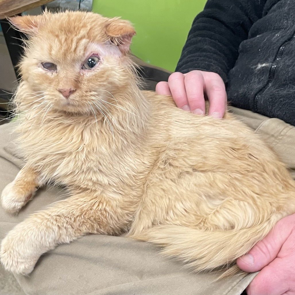 ALASTOR MOODY - Domestic Long Hair available for adoption