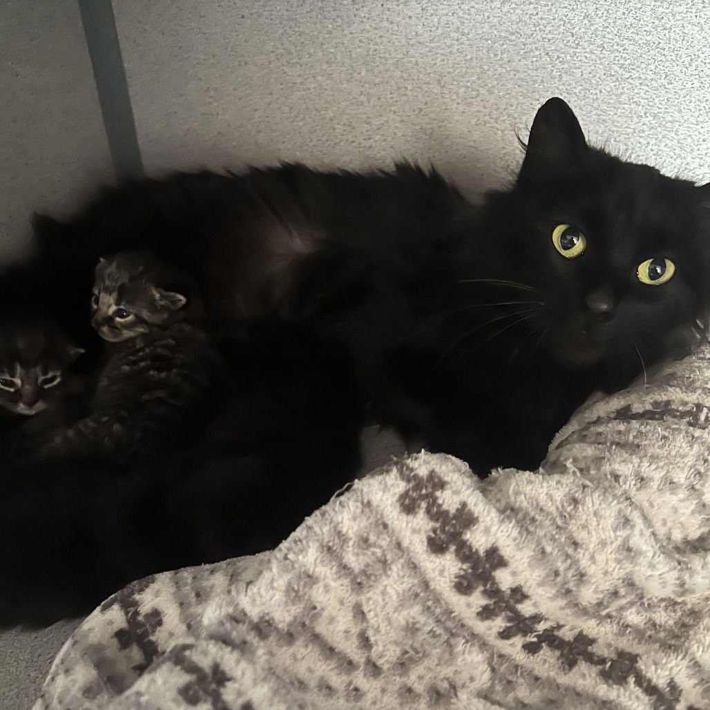 SELENE - Domestic Long Hair available for adoption