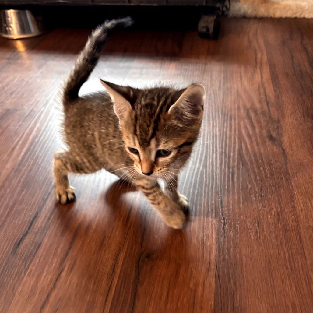 HERMES - Domestic Short Hair available for adoption