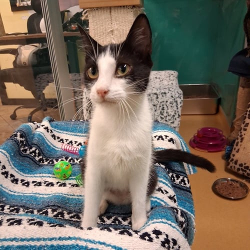 EBEE - Domestic Short Hair available for adoption