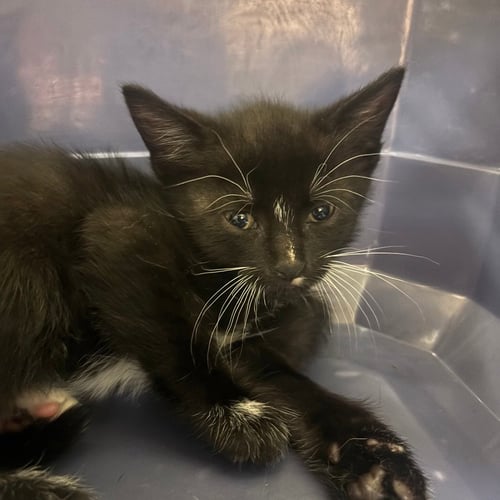 ARIES - Domestic Short Hair available for adoption