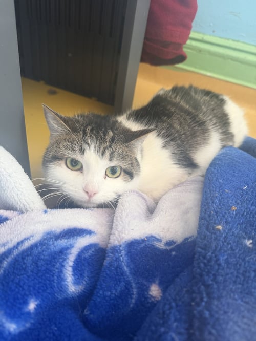 YANG - Domestic Short Hair available for adoption