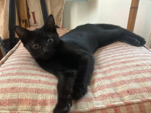 REESE - Domestic Short Hair available for adoption