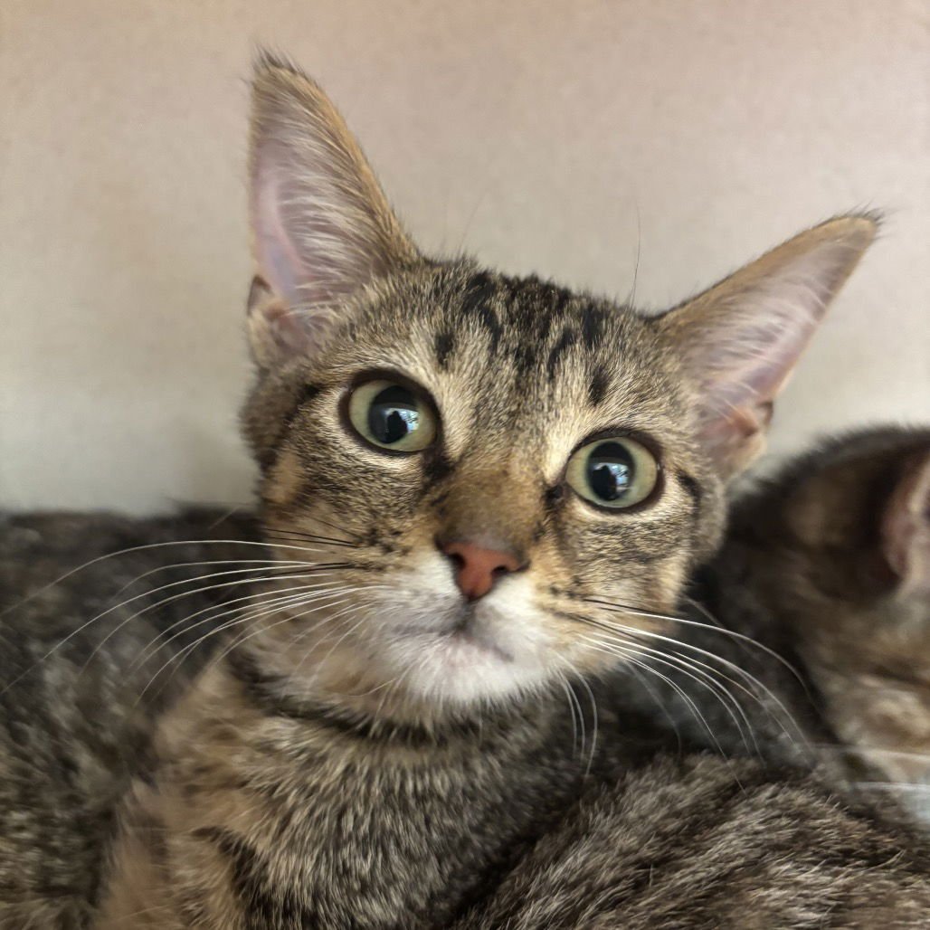 LANEY - Domestic Short Hair available for adoption