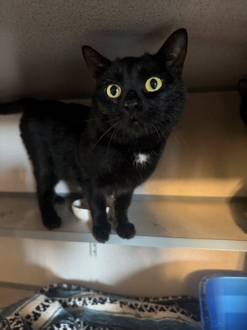 BERNIE - Domestic Short Hair available for adoption