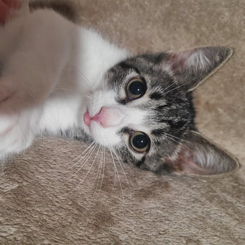 OCTAVIA - Domestic Short Hair available for adoption