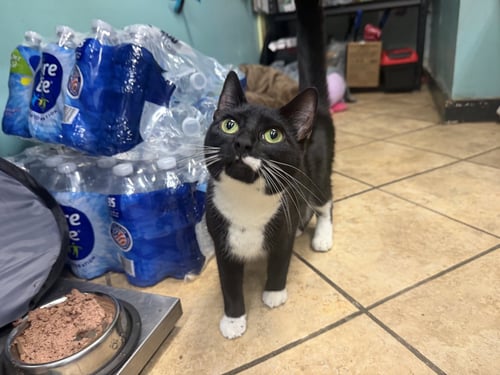 JUNIE - Domestic Short Hair available for adoption
