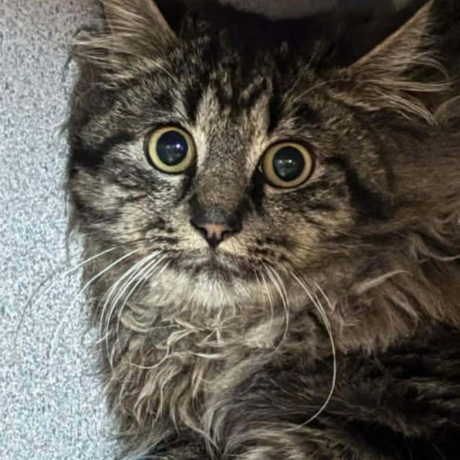 WYNTER - Domestic Long Hair available for adoption