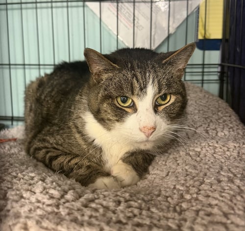 BEN - Domestic Short Hair available for adoption