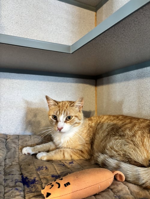 JELLY - Domestic Short Hair available for adoption