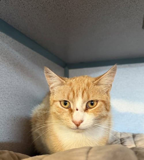 JELLY - Domestic Short Hair available for adoption