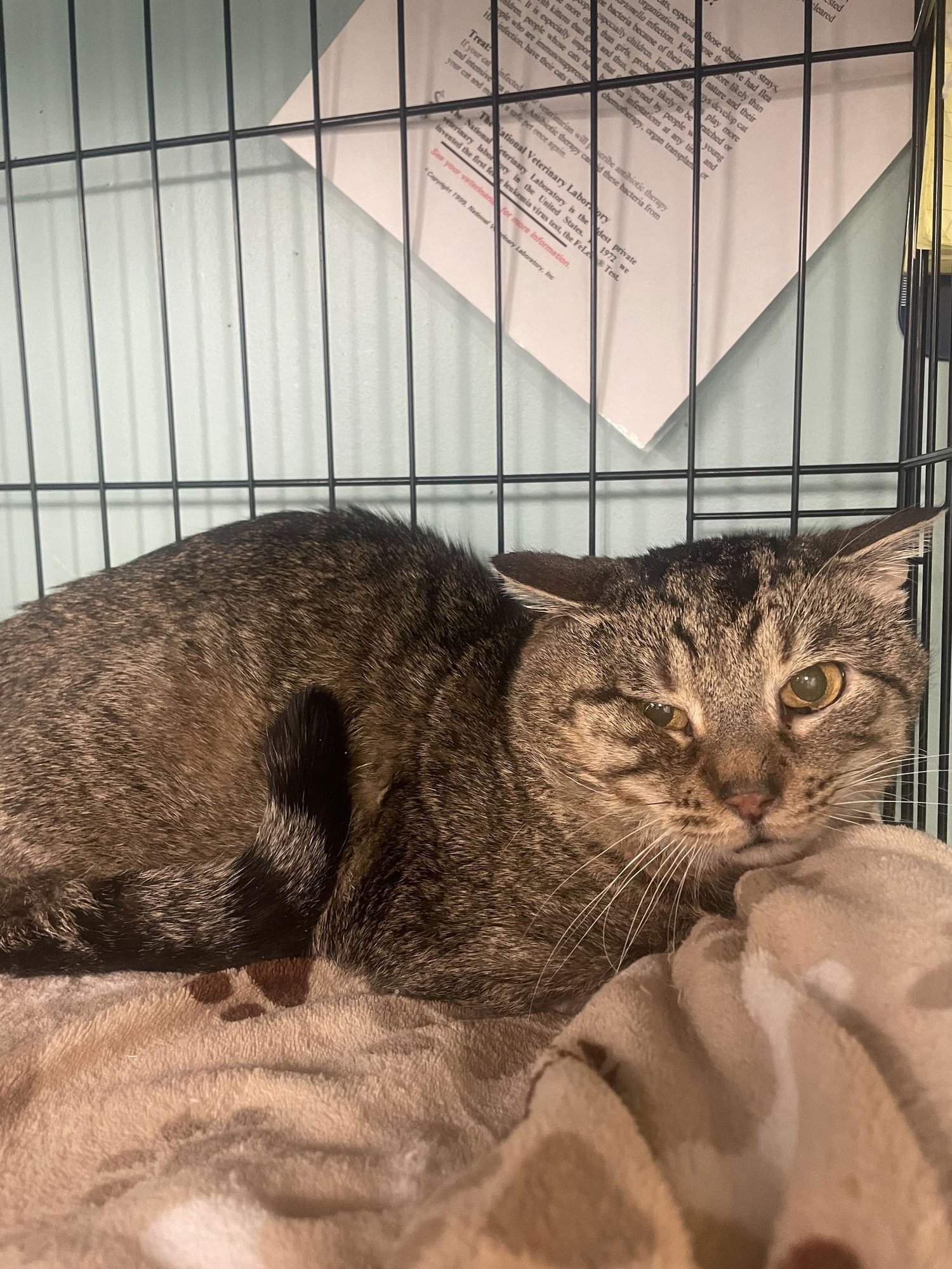 PICASSO - Domestic Short Hair available for adoption