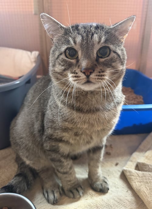 PICASSO - Domestic Short Hair available for adoption