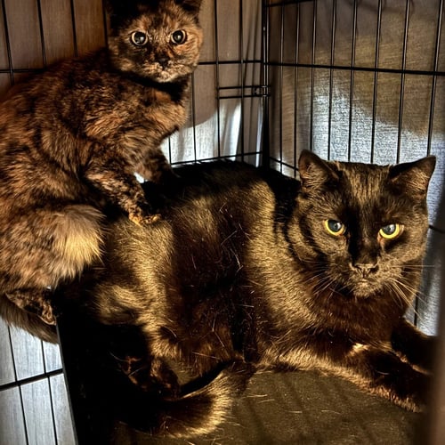 EDMOND - Domestic Short Hair available for adoption