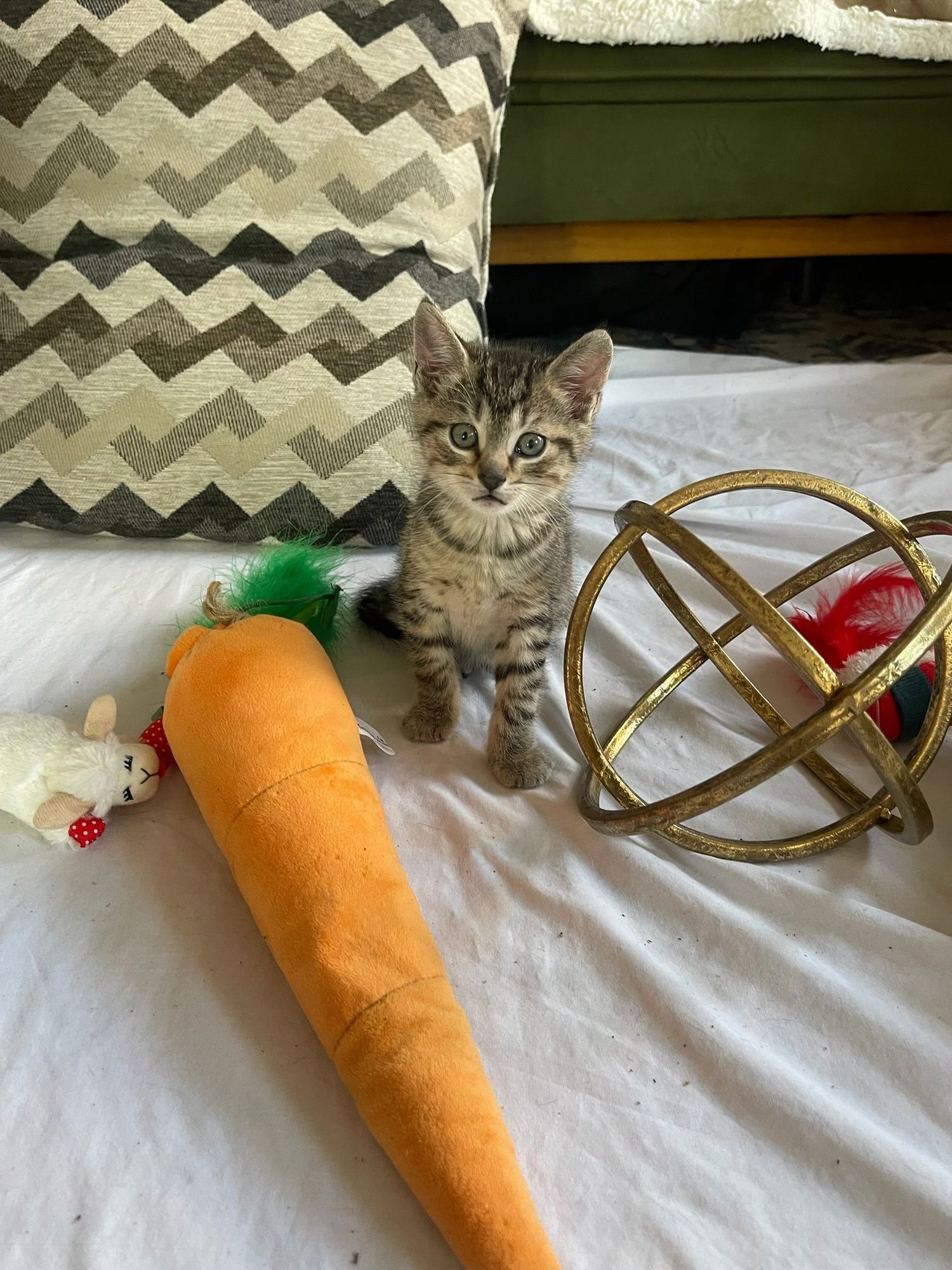 CROCKETT - Domestic Short Hair available for adoption