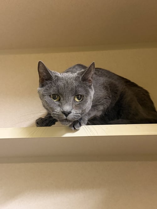 SHEBA - Domestic Short Hair available for adoption