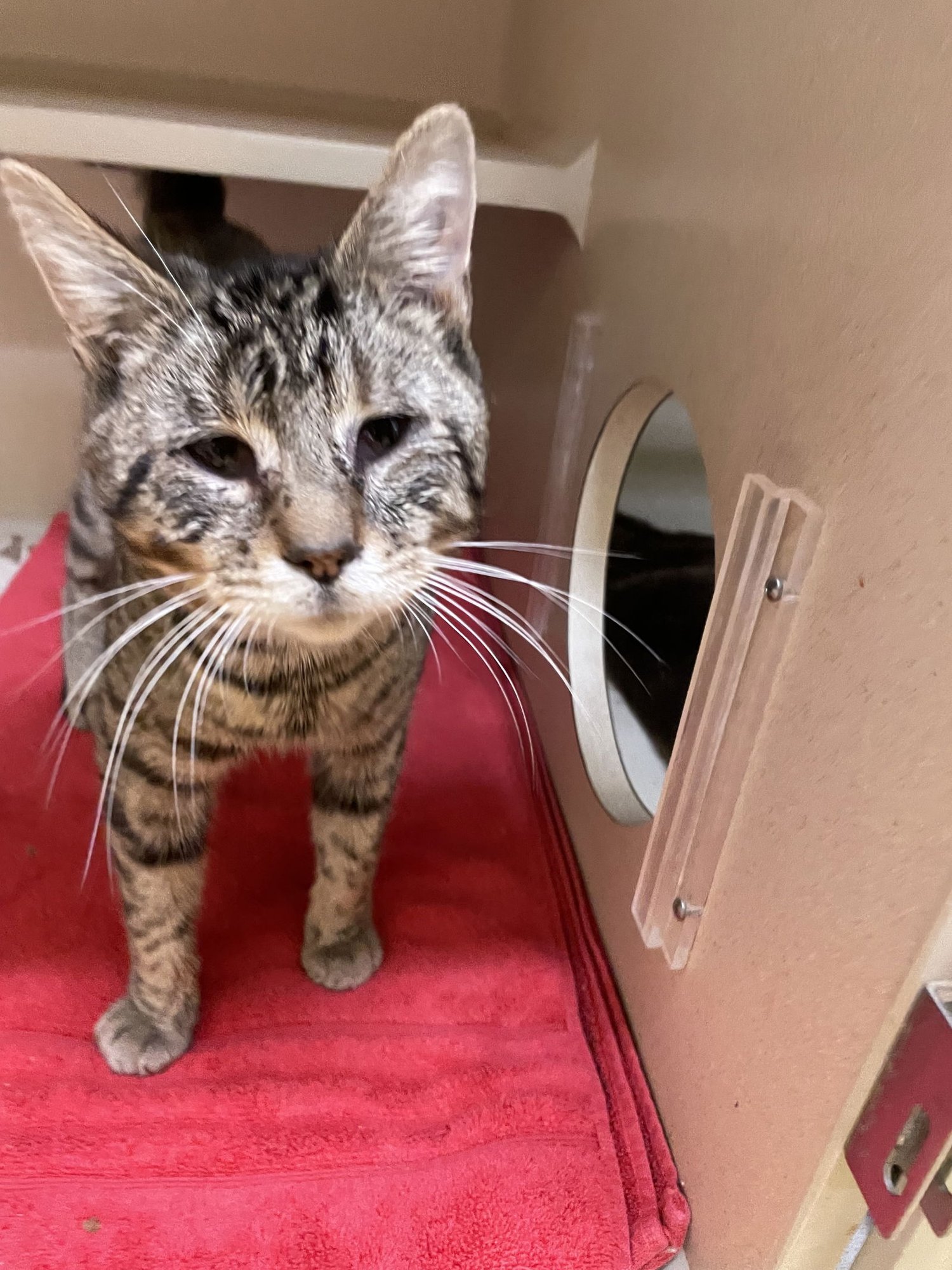 TITAN - Domestic Short Hair available for adoption