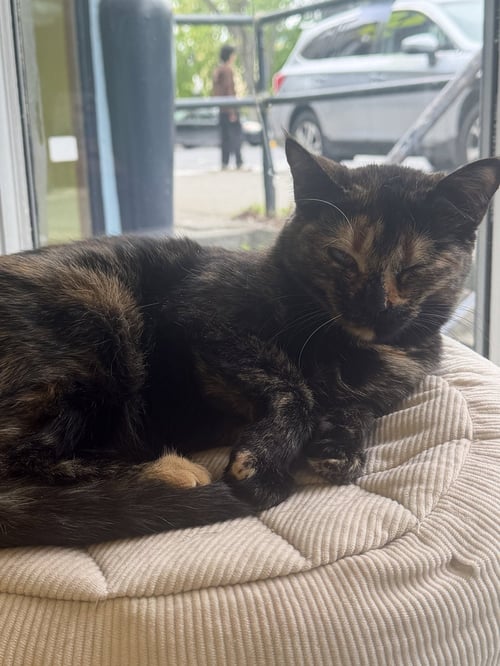 APPLE - Domestic Short Hair available for adoption