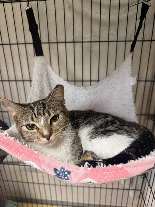 PENELOPE - Domestic Short Hair available for adoption