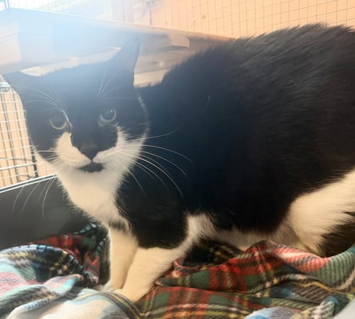 PONY - Domestic Short Hair available for adoption