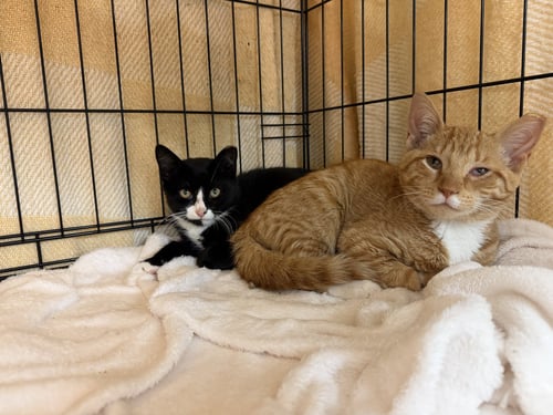BISCUIT - Domestic Short Hair available for adoption